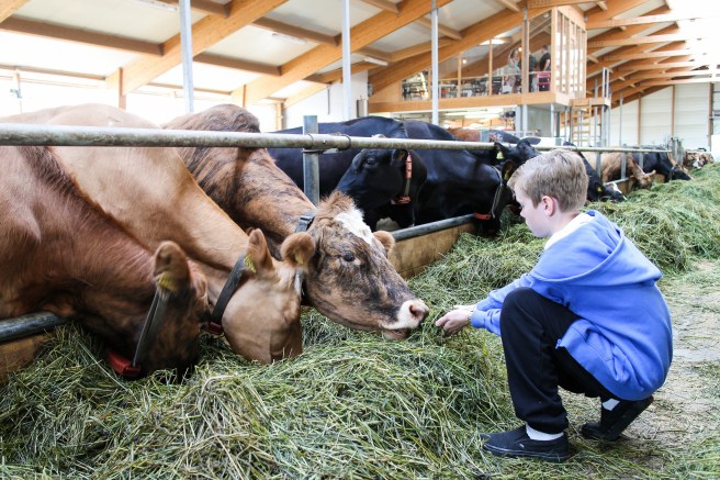 Steikt brauð með eggi, tómatsósu og bökuðum baunum